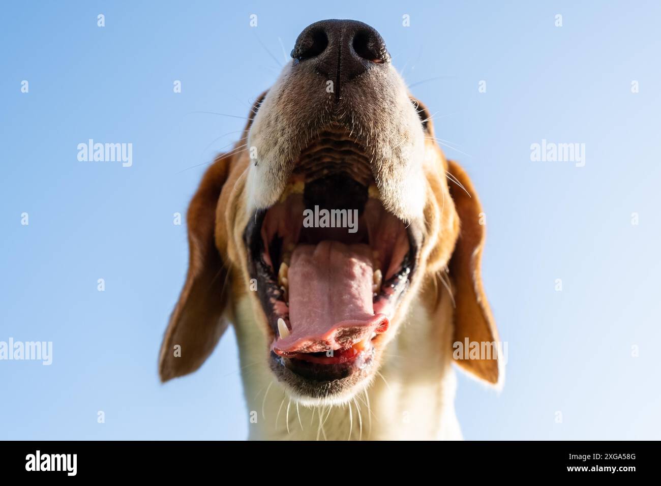 Nahaufnahme des Beagle-Hundekopfes, kühlt ab und blickt mit der Zunge weg in der Sommerhitze gegen den blauen Himmel Stockfoto