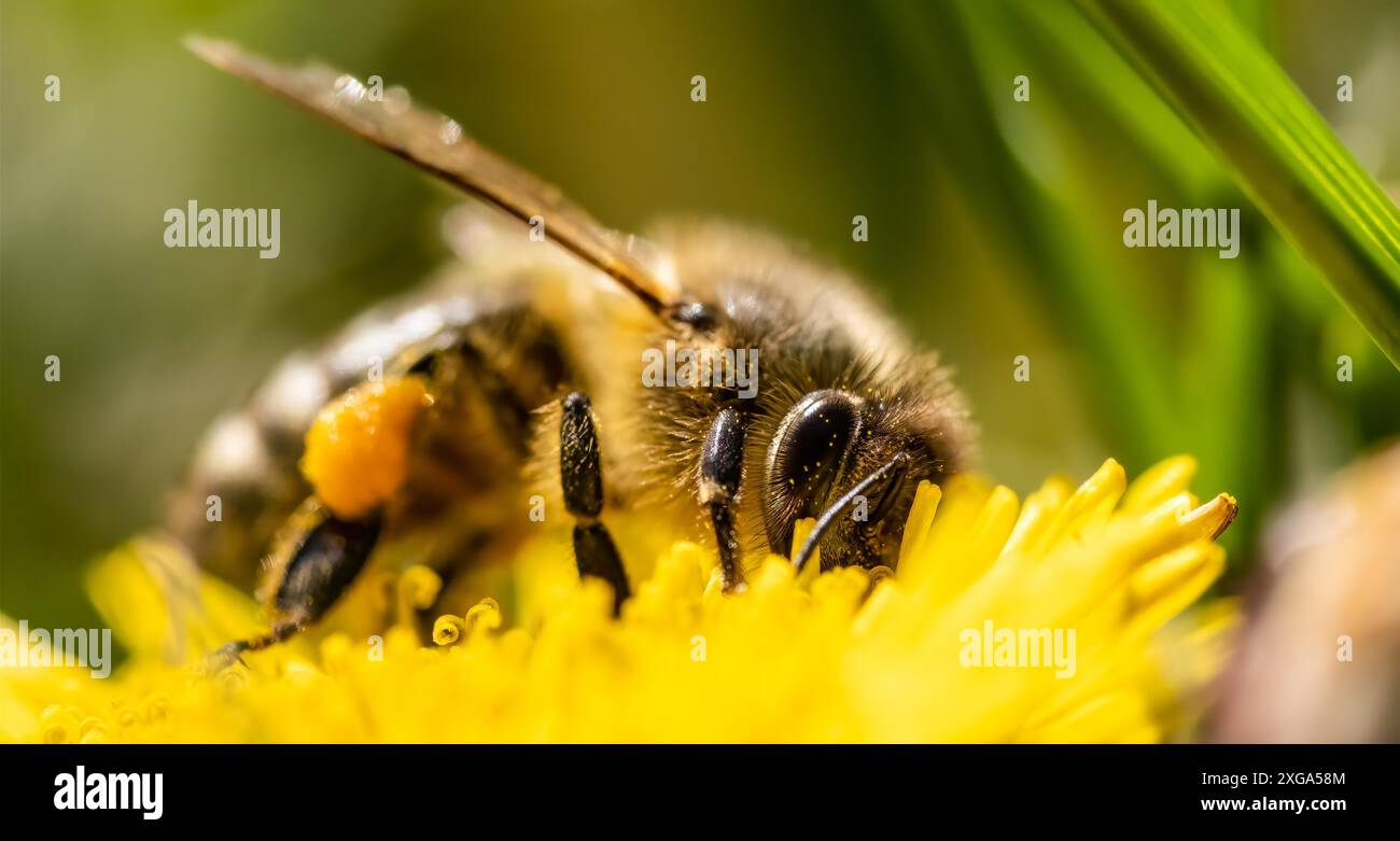 Honigbiene auf gelbe Blume, Nahaufnahme Makroselektiv. Unscharfer Hintergrund Stockfoto