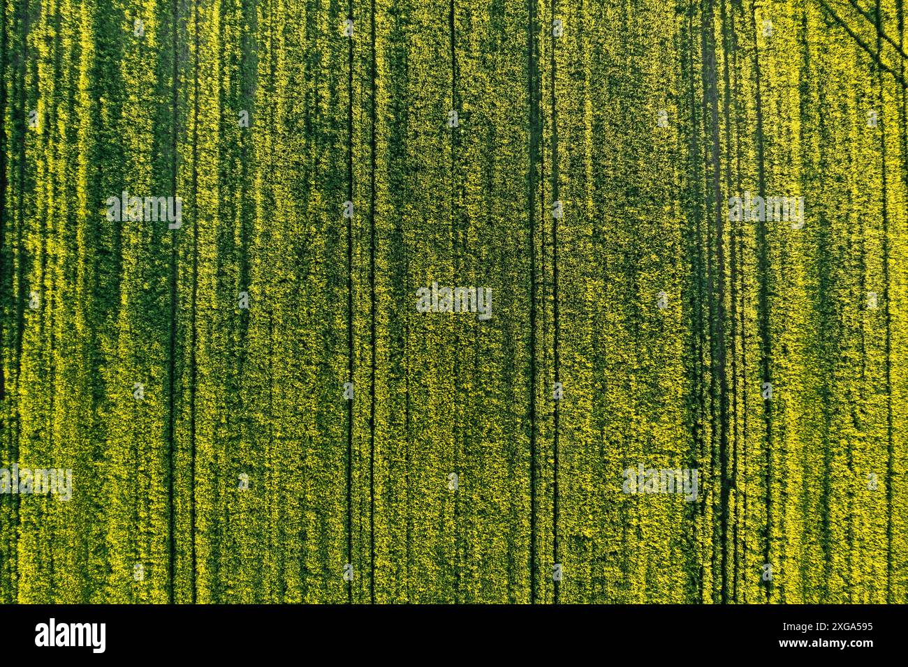 Grünfeld in ländlicher Umgebung. Landschaft der landwirtschaftlichen Getreidefelder. Luftaufnahme Stockfoto