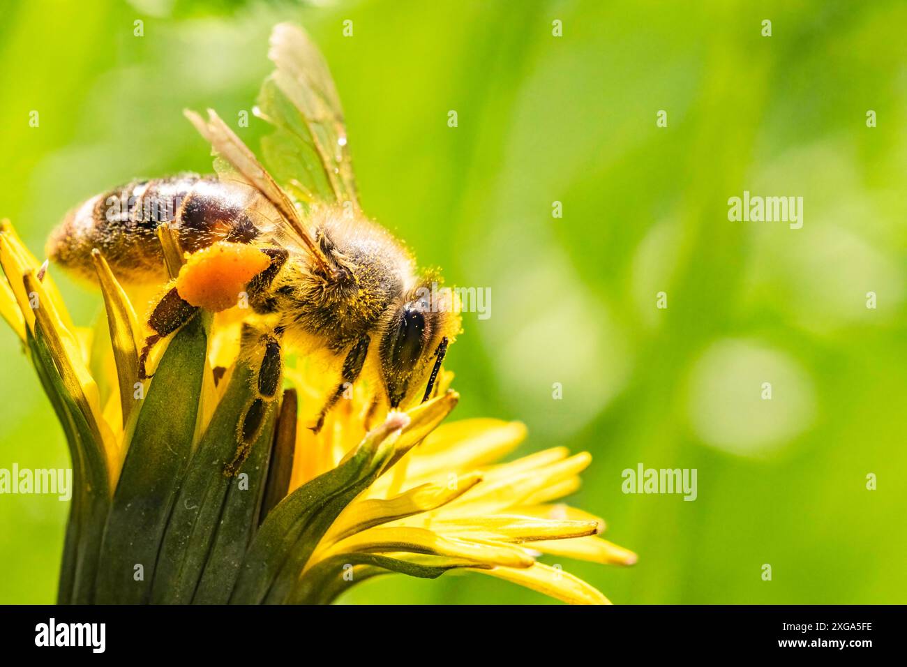 Biene und Blume. Nahaufnahme einer großen gestreiften Biene, die an einem sonnigen hellen Tag Pollen auf einer gelben Blume sammelt. Horizontale Makrofotografie. Sommer und Stockfoto