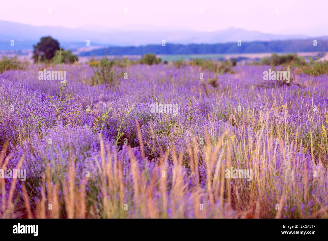 Blume Lavendel Feld Reihen im Sommer, Sonnenlicht Stockfoto