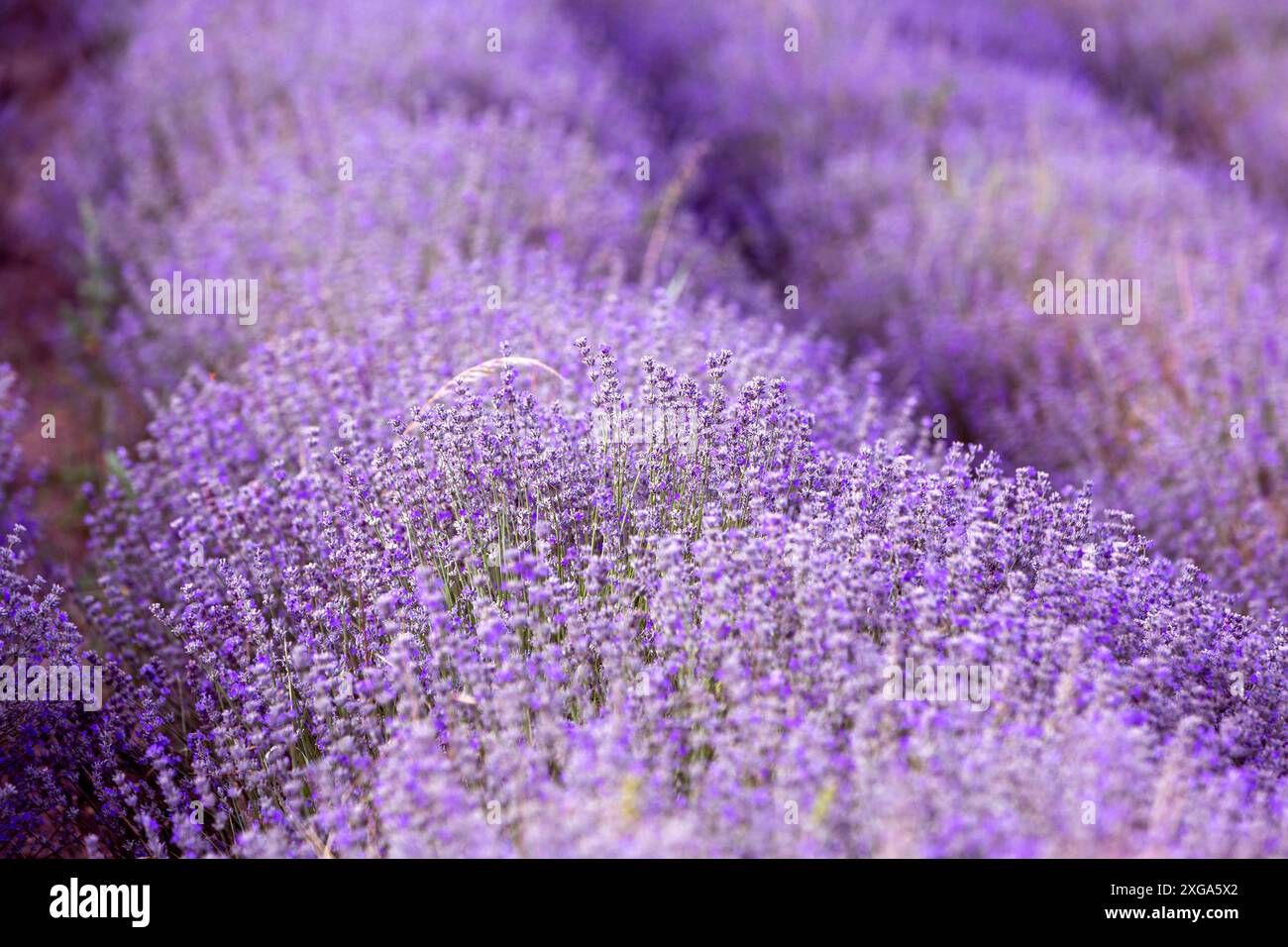 Blume Lavendel Feld Reihen im Sommer, Sonnenlicht Stockfoto