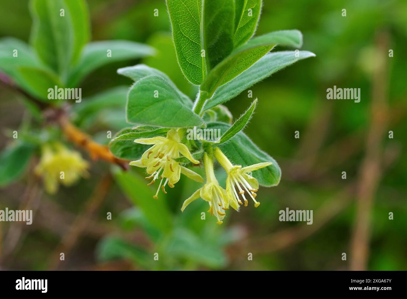 Gelbe Mayberry-Blüte im Frühjahr, gelbe Lonicera kamtschatica-Blüte im Frühjahr Stockfoto