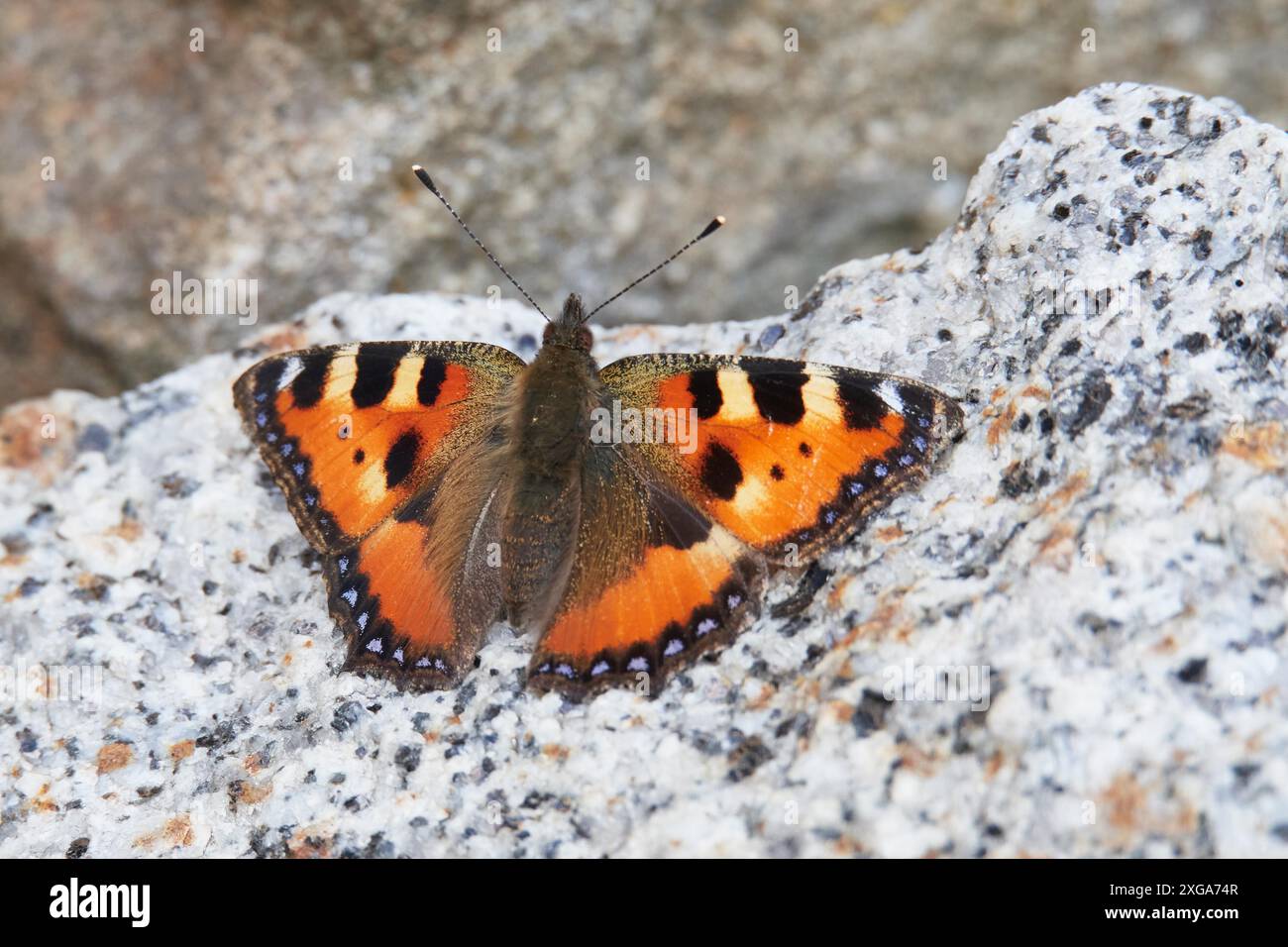 Kleine Schildpatt auf einem Stein. Kleiner Fuchs zum Sonnenbaden Stockfoto