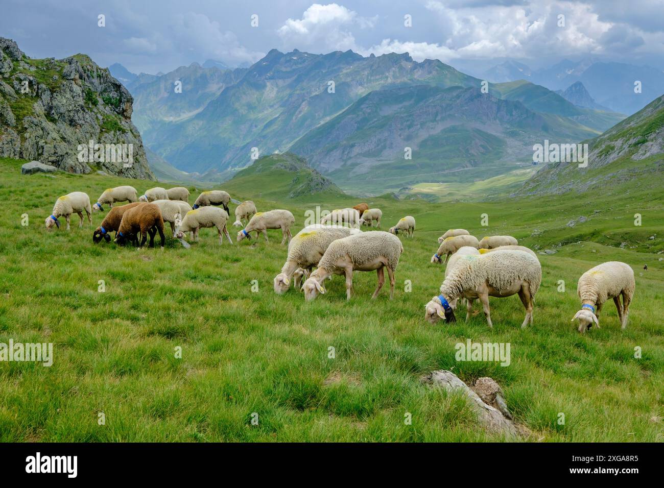 Schafherde in den Wiesen von Portalet, Ayous Seen Tour, Pyrenäen Nationalpark, Pyrenäen Atlantiques, Frankreich Stockfoto