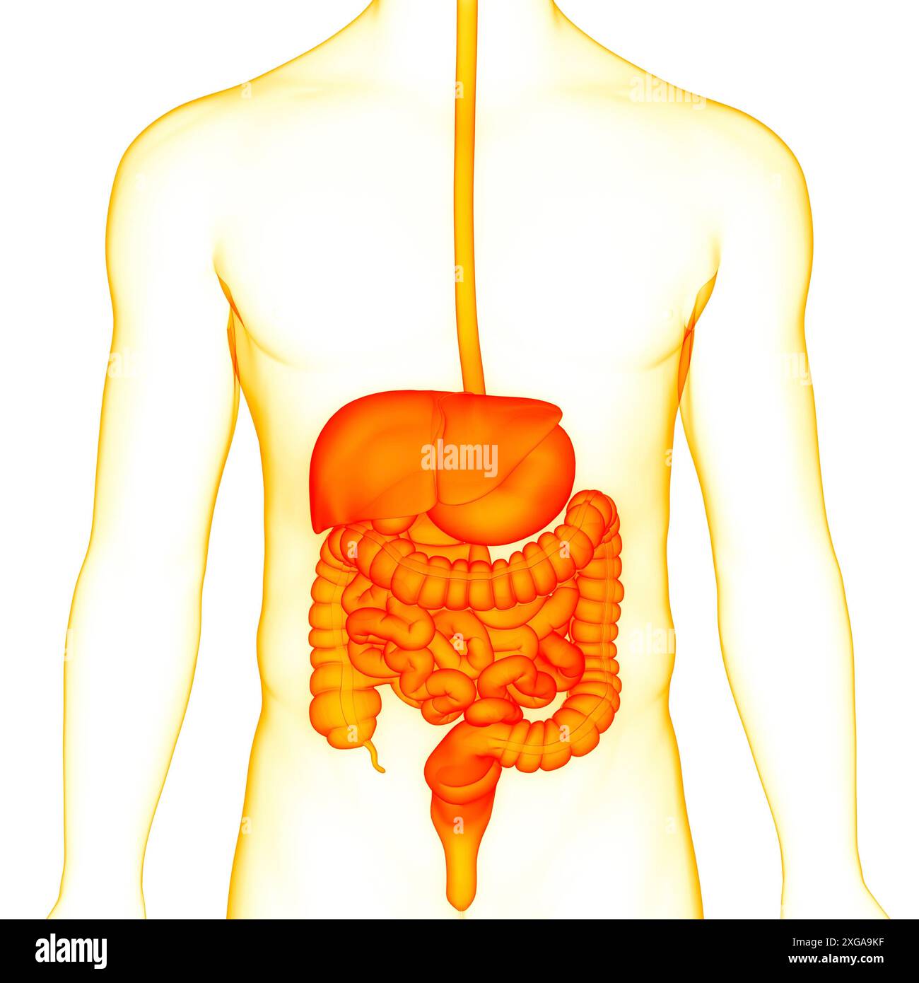 3D-Illustrationskonzept der Anatomie des menschlichen Verdauungssystems Stockfoto