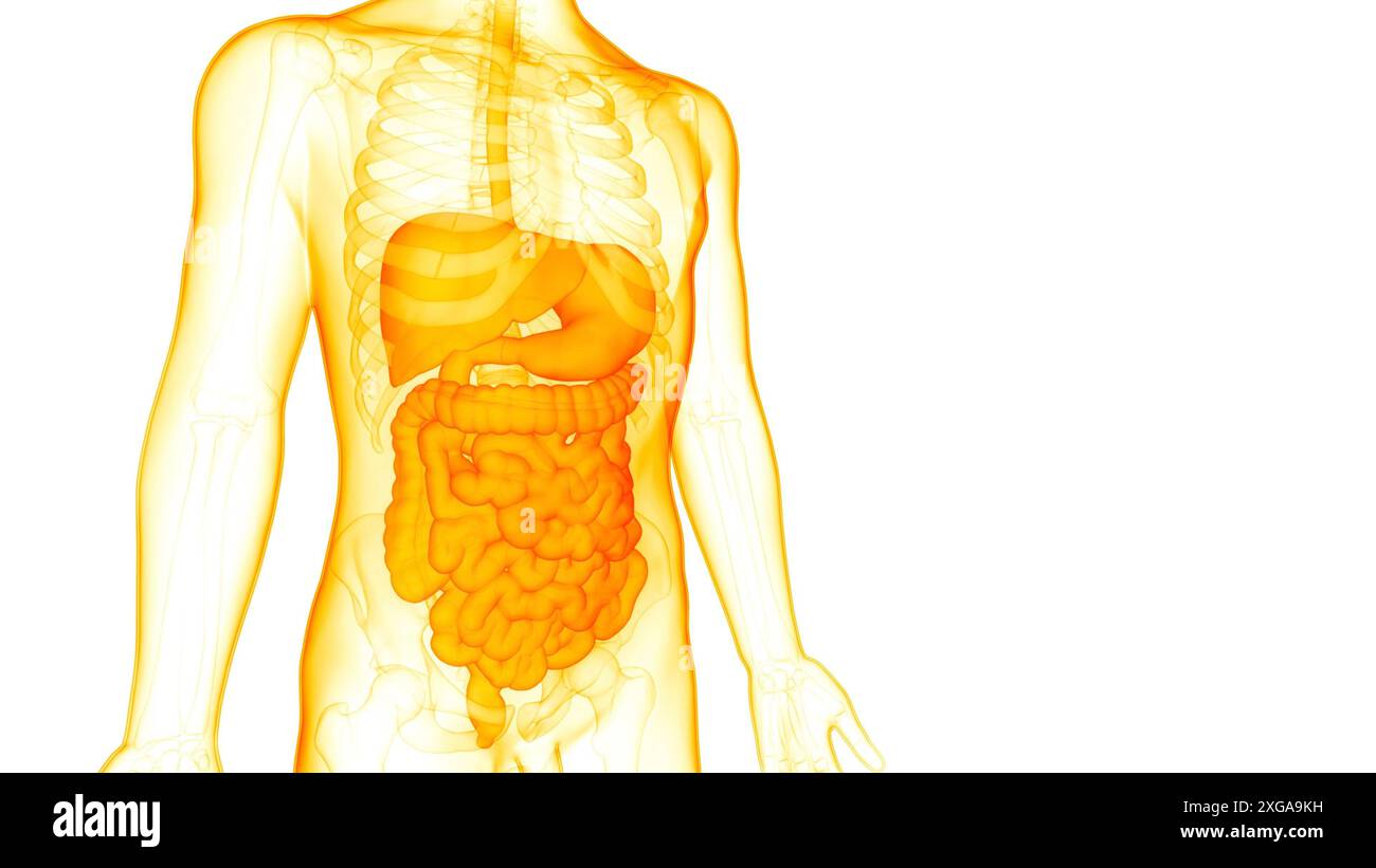 3D-Illustrationskonzept der Anatomie des menschlichen Verdauungssystems Stockfoto