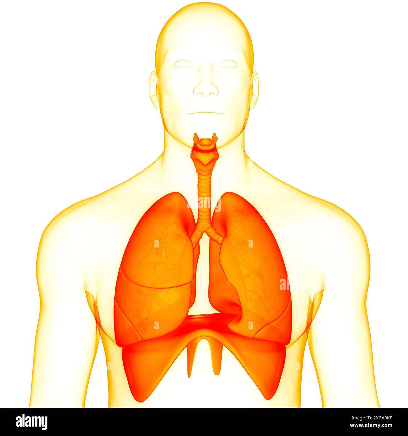 3D-Illustrationskonzept der Lunge des menschlichen Atmungssystems mit Zwerchfellanatomie Stockfoto