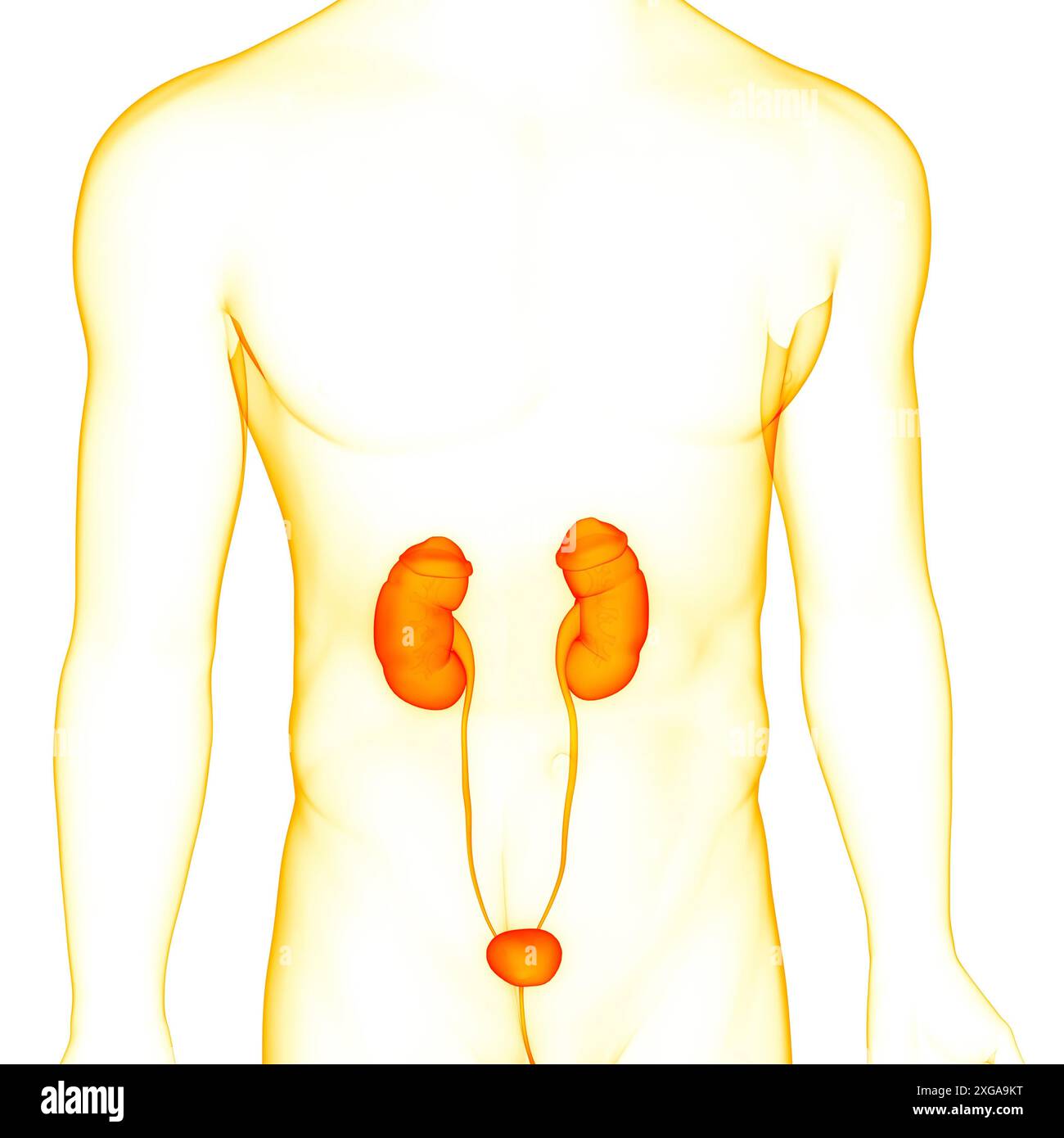 3D-Illustrationskonzept der Nieren des menschlichen Harnsystems mit Blasenanatomie Stockfoto