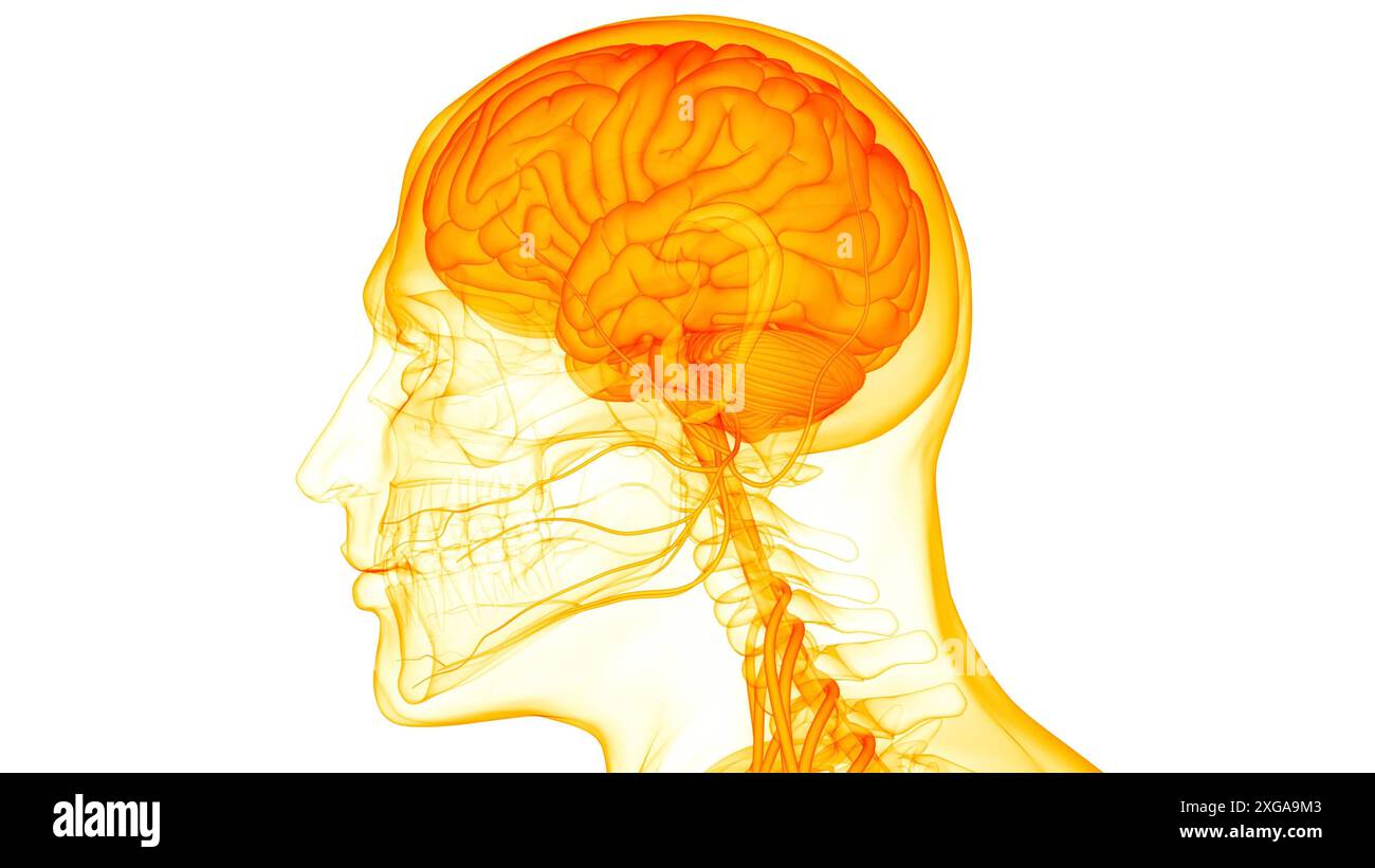 3D-Illustrationskonzept des Zentralorgans des menschlichen Nervensystems Hirnanatomie Stockfoto