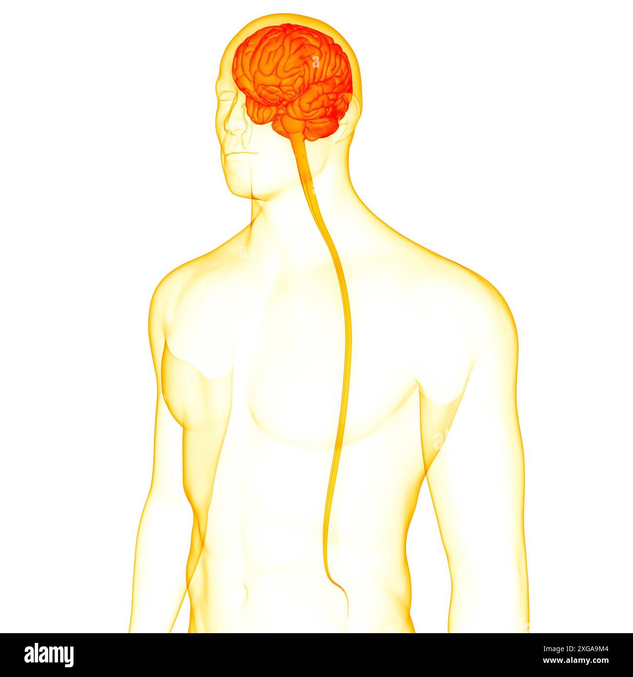 3D-Illustrationskonzept des Zentralorgans des menschlichen Nervensystems Hirnanatomie Stockfoto