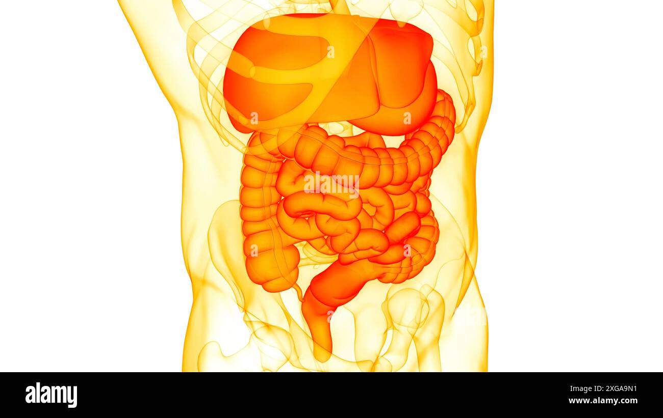 3D-Illustrationskonzept der Anatomie des menschlichen Verdauungssystems Stockfoto