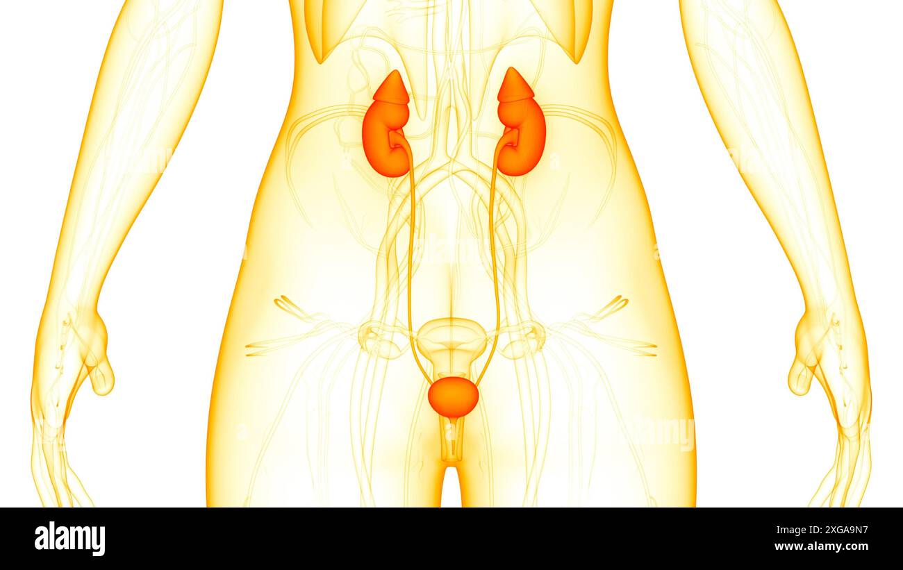 3D-Illustrationskonzept weiblicher Harnsystemnieren mit Blasenanatomie Stockfoto
