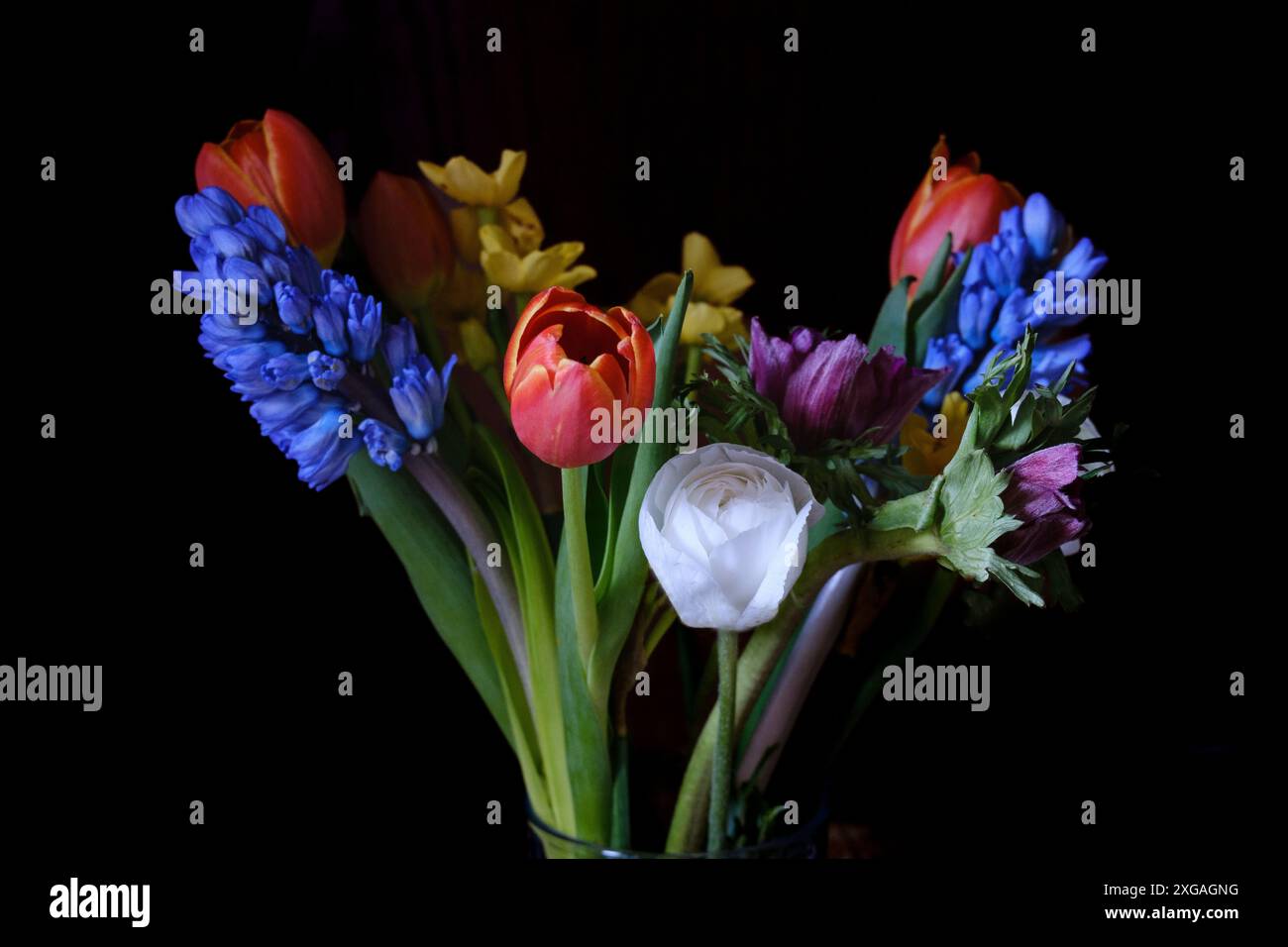 Strauß verschiedener Blumen vor dunklem Hintergrund. Rote Tulpen, Blaue Hyazinthen, Gelbe Narzissen, Lila Anemonen. Stockfoto