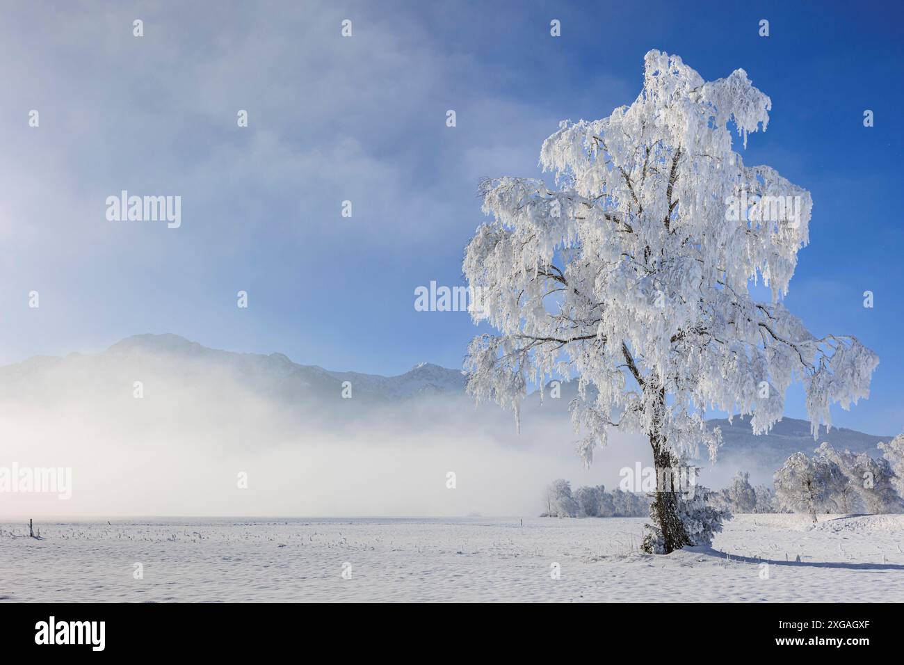 Schneebedeckte Bäume, vor Bergen, sonnig, Winter, Loisach-Kochelsee-Moor, Bayern, Deutschland, Europa Stockfoto