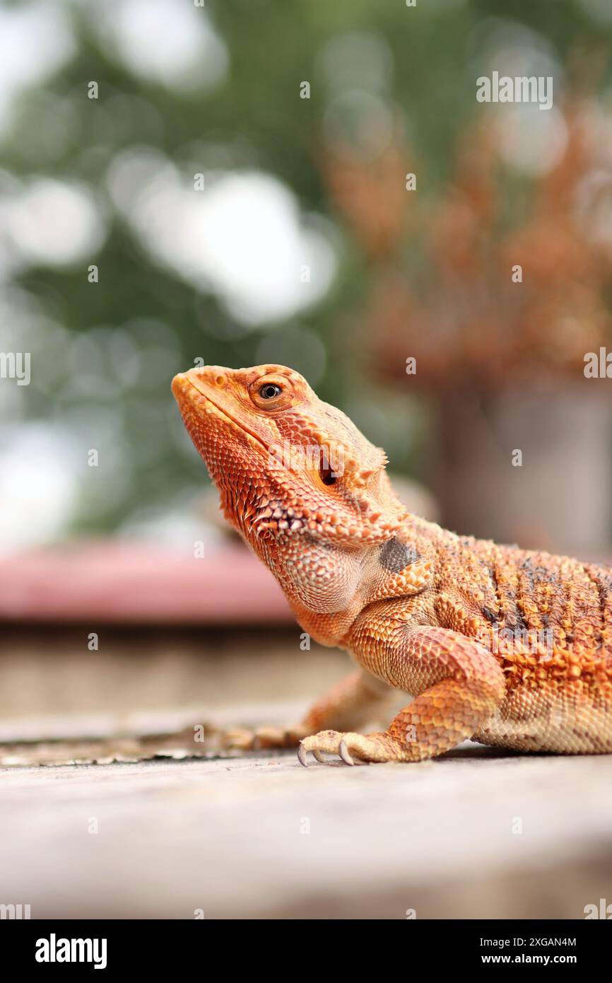 Porträt des bärtigen Drachen auf dem Tisch auf dem Balkon. Sie wärmt sich in der Sonne auf und liegt zwischen den Blumen draußen. Stockfoto