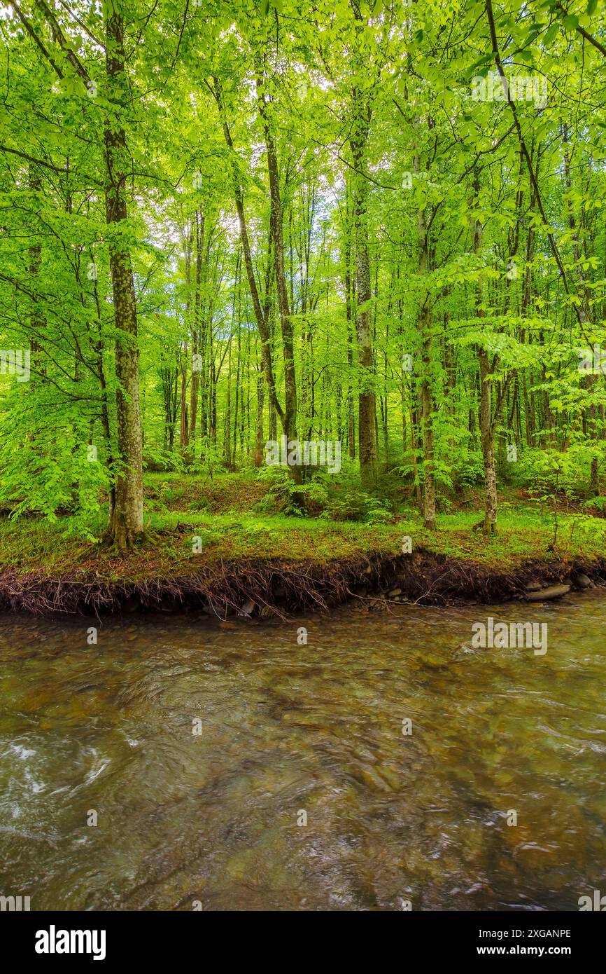 Ruhiger Wasserstrom im Buchenwald. Grüne Umgebung mit Baumwurzeln am Ufer. Ruhige Natur im Frühling. Lebhaftes Laub am Ast Stockfoto