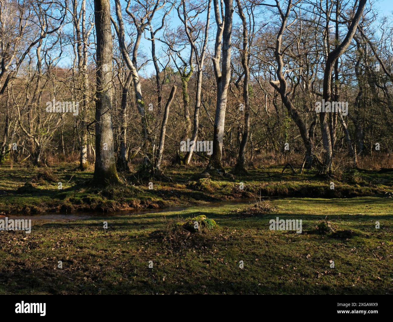 Eichen- und Erlenwälder und der Avon-Wasserstrom, Wootton Coppice, New Forest National Park, Hampshire, England, Großbritannien, März 2021 Stockfoto