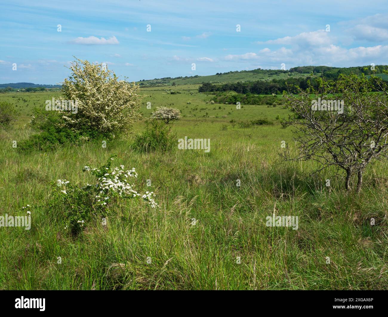 Kreide unten im Martin Down National Nature Reserve, Hampshire, England, Großbritannien, Mai 2021 Stockfoto