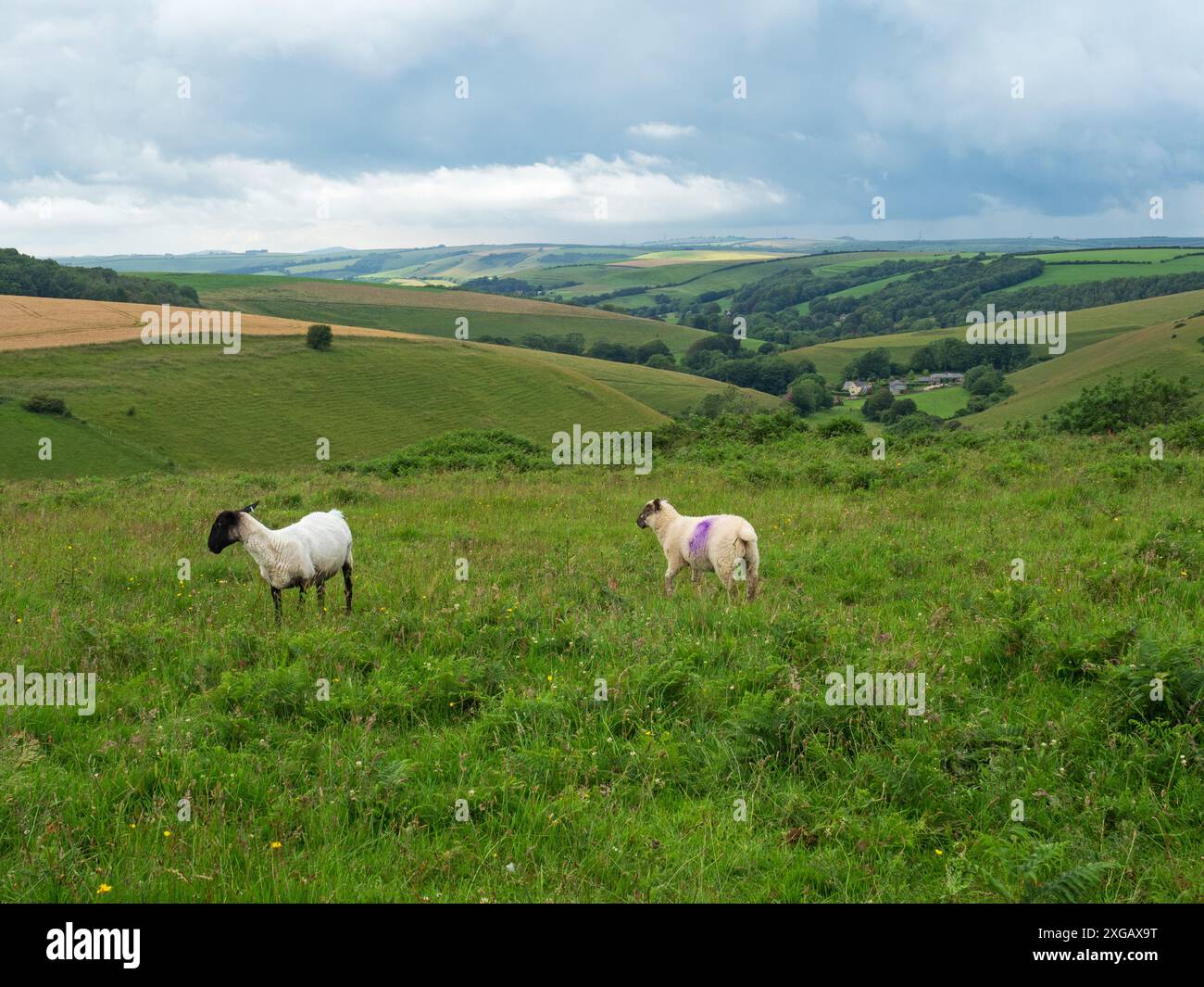 Wahrscheinliches Suffolk-Schaf mit Hybrid-Lamm auf Grasland, Valley of Stones National Nature Reserve mit Littlebredy Farm Beyond, Dorset, England, Großbritannien, 2. Juli Stockfoto