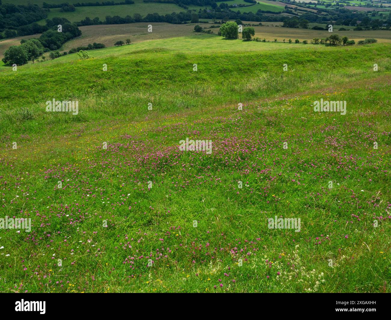 Rotklee Trifolium pratense Masse auf Kreideflächen von Eggardon Hill in der Nähe von West Compton, Dorset, England, Vereinigtes Königreich, 2021 Stockfoto