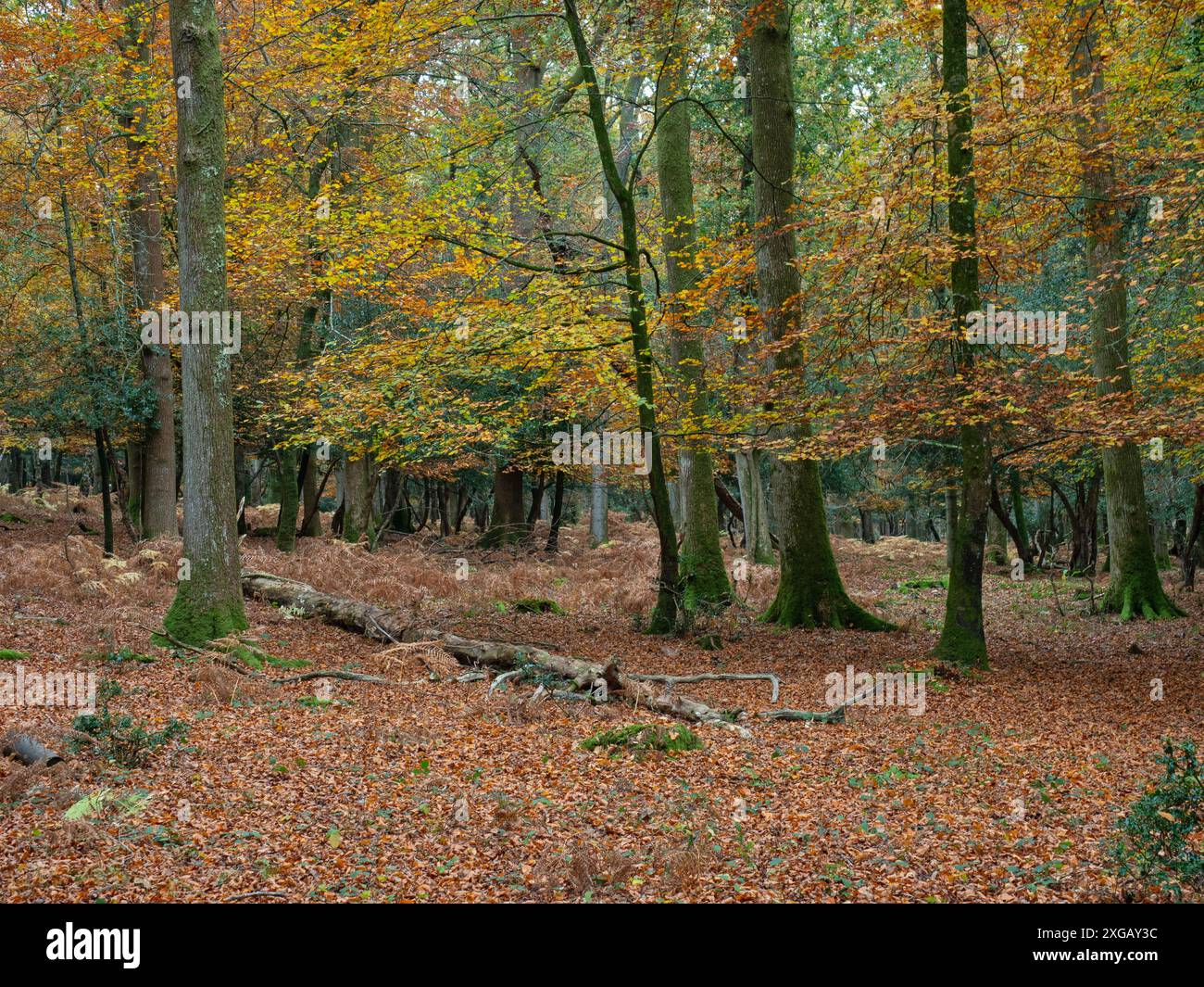 Gemischte Laubwälder im Herbst, nahe Aldridgehill Inclosure, New Forest National Park, Hampshire, England, Großbritannien, November 2021 Stockfoto