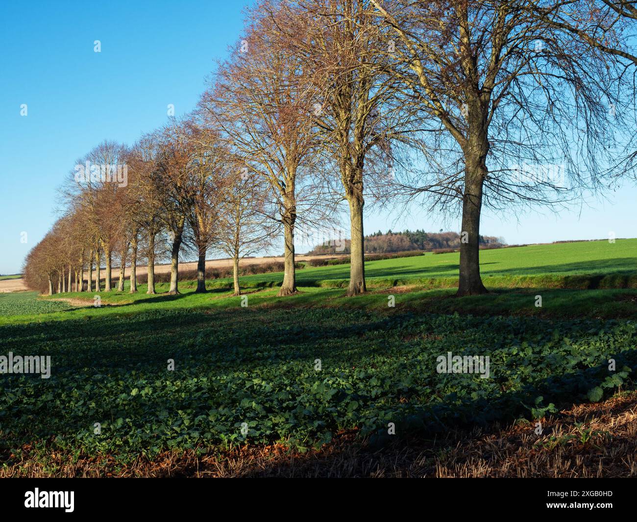 Line of Common Lime Tilia x europaea neben Ackerland, nahe Moor Critchell, Cranborne Chase, Dorset, England, Großbritannien, Januar 2022 Stockfoto