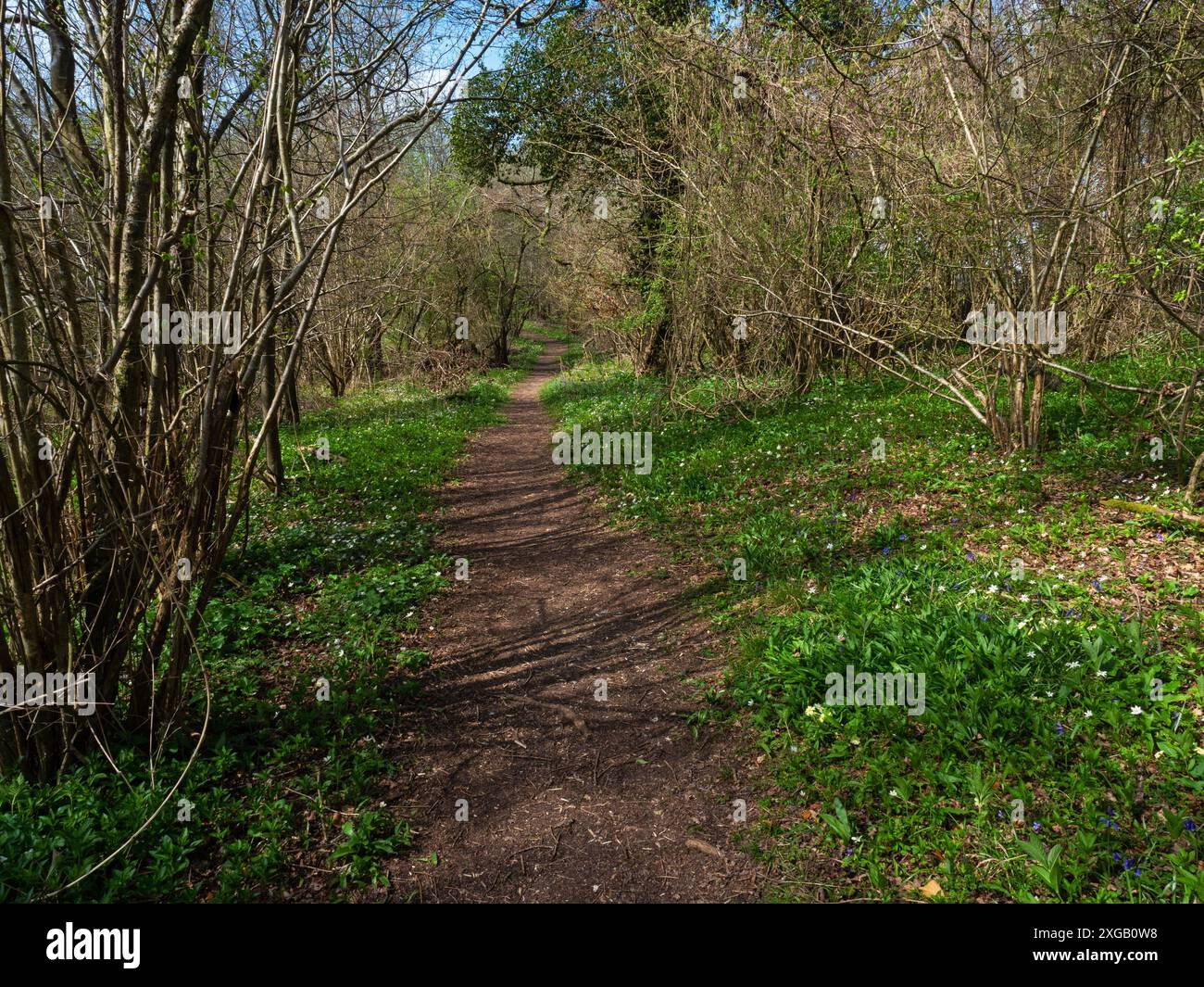 Wanderweg durch Wälder und wilde Blumen, Garston Wood RSPB Reserve, Sixpenny Handley, Dorset, England, Großbritannien, April 2022 Stockfoto