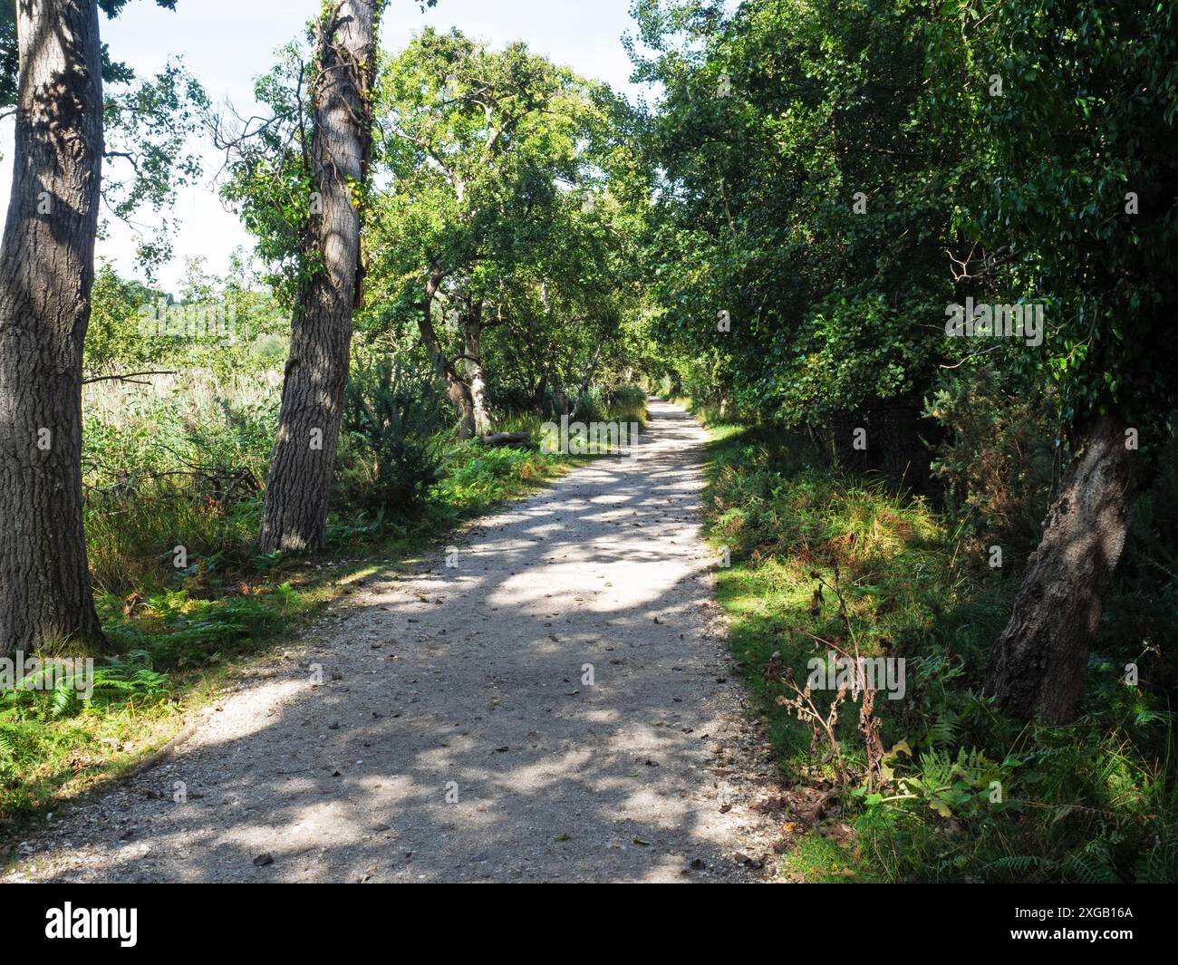 Wanderweg zu Hides Brownsea Island Nature Reserve, Dorset Wildlife Trust Reserve, Brownsea Island, Poole Harbour, Dorset, England, Großbritannien, September 2022 Stockfoto