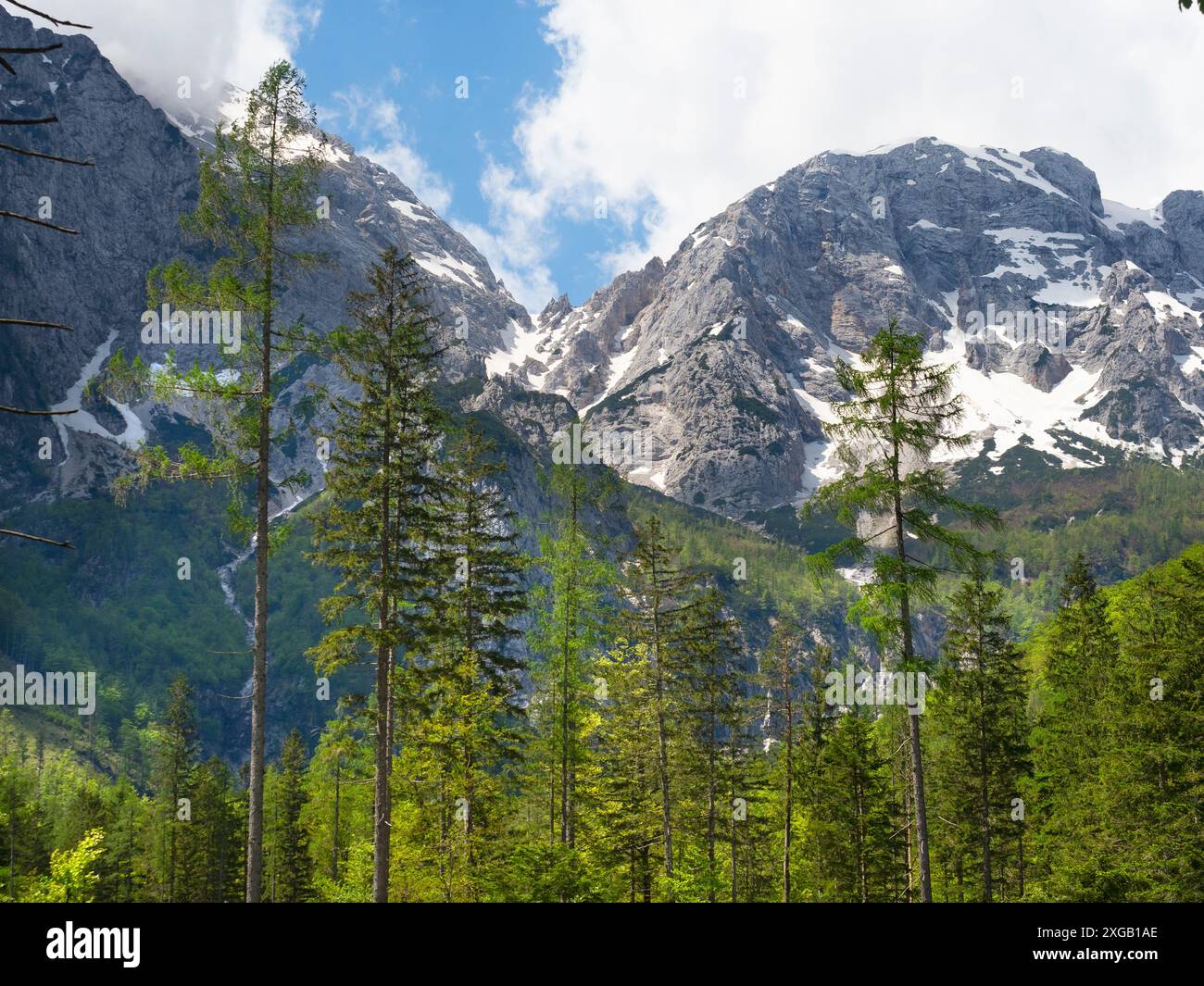 Buchenwald im Logarska-Tal Dolina, Slowenien Stockfoto