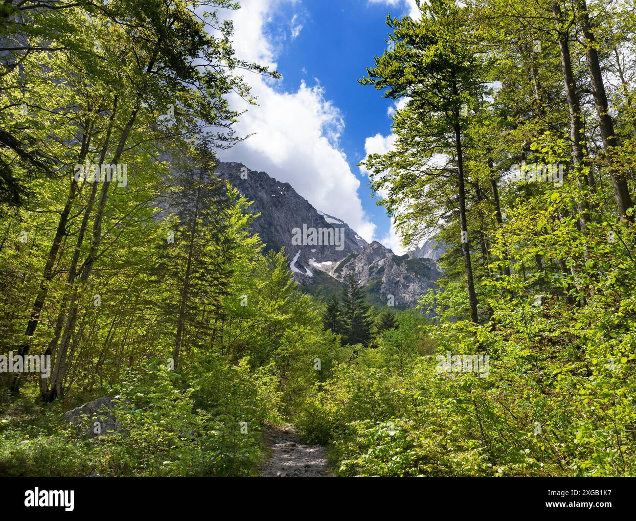 Buchenwald im Logarska-Tal Dolina, Slowenien Stockfoto