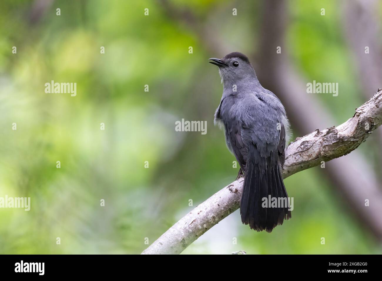 Grauer Katzenvogel, der im Frühling singt Stockfoto
