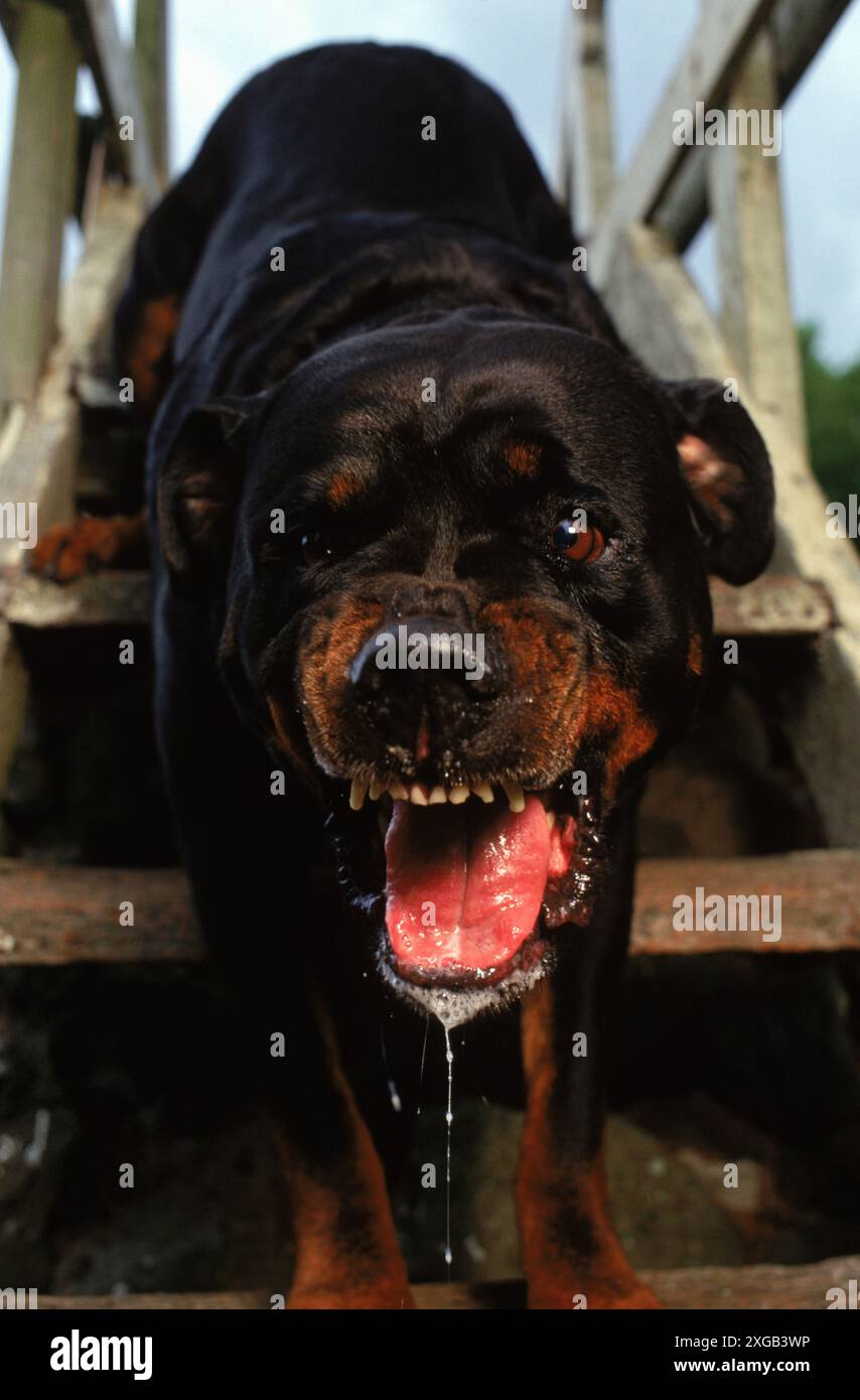 Hunde Stockfoto