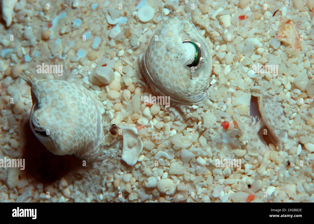 Flunder, Bothus lunatus, Malaysia, Pazifik, Pazifik, Borneo, Sipadan Stockfoto