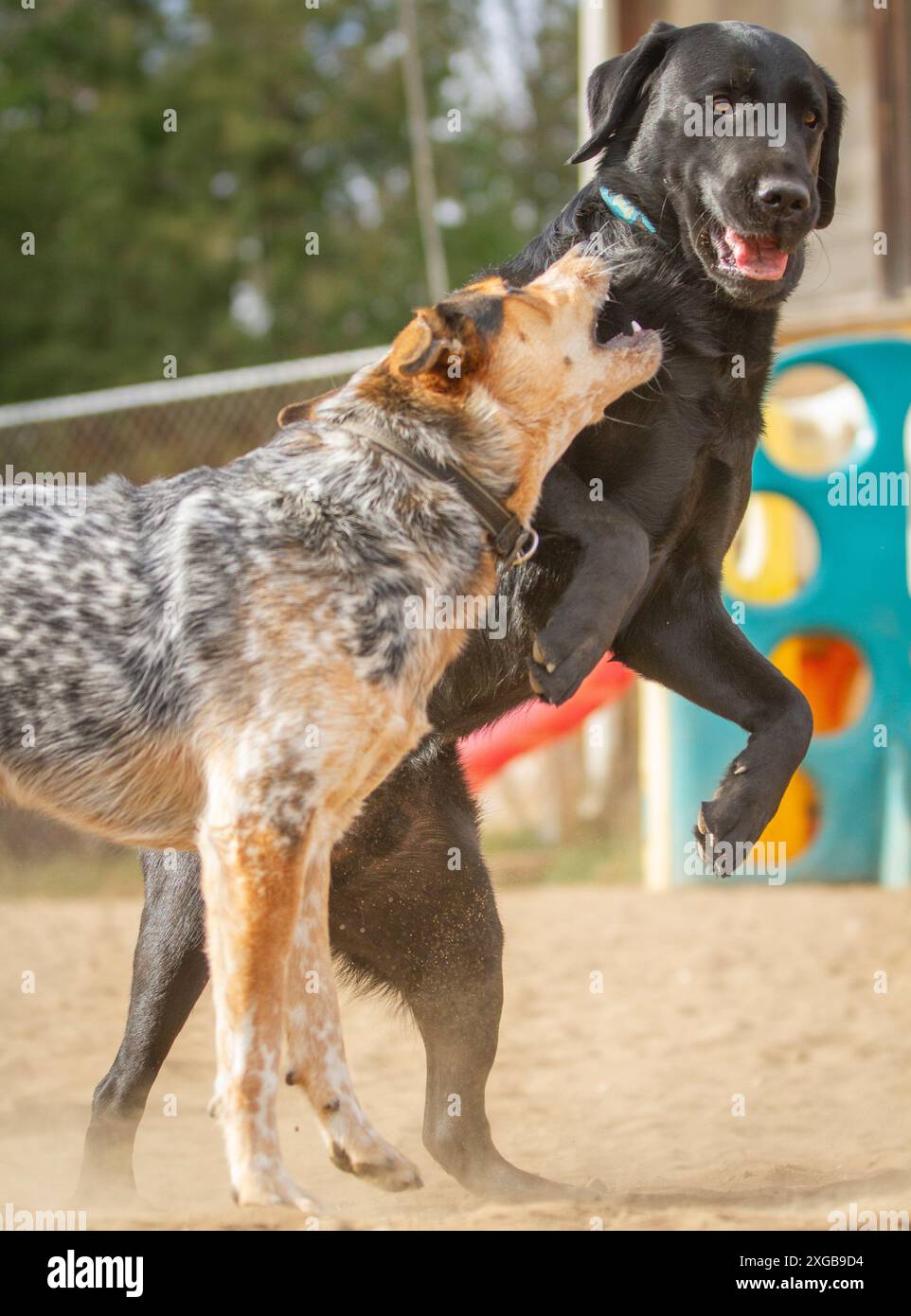 Ein Blue Heeler und ein Black Lab spielen zusammen in der Hündchen-Kindertagesstätte. Stockfoto