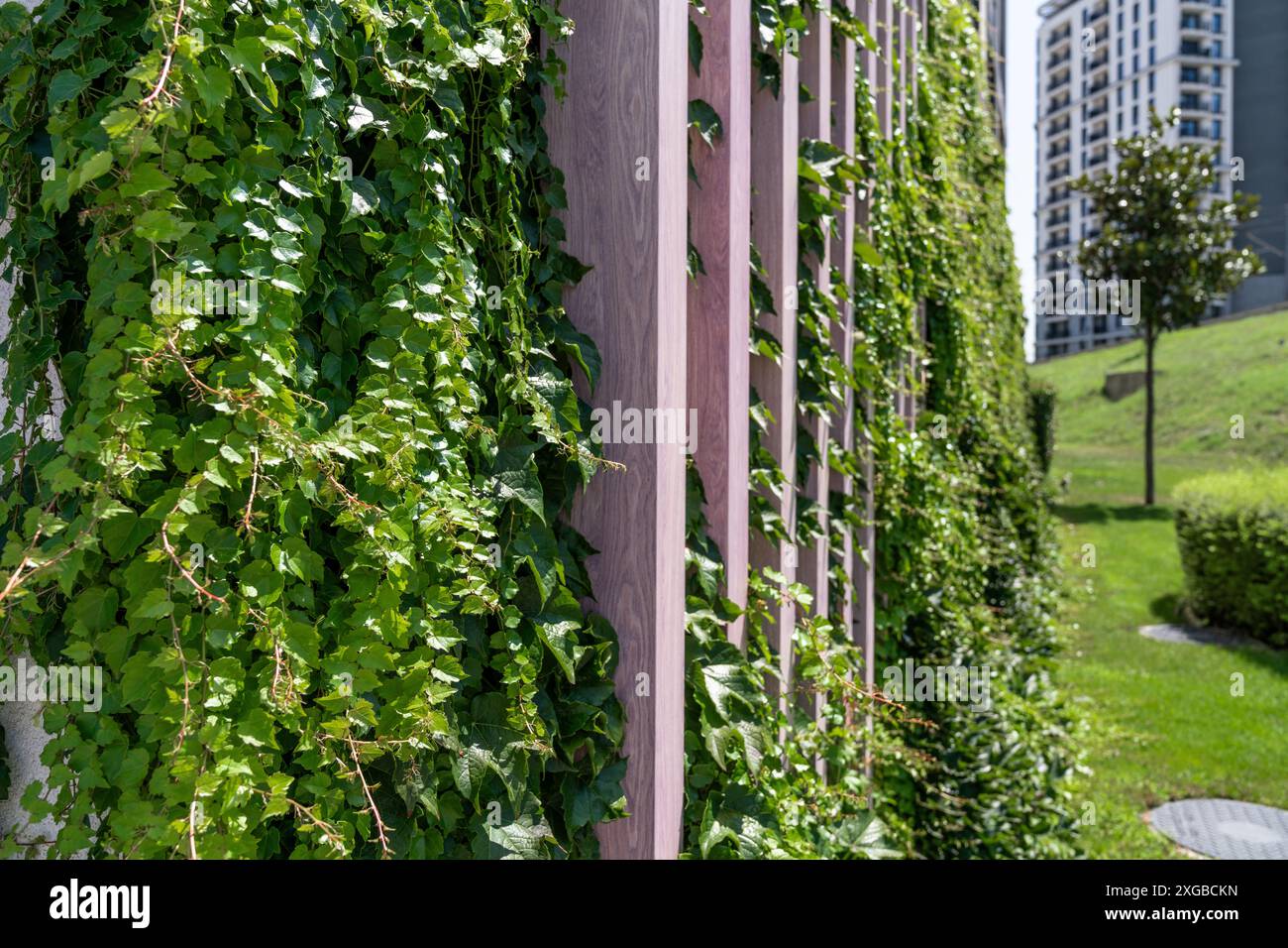 Vertikaler Garten an einer grünen Wand. Umweltfreundlicher städtischer Raum. Stockfoto