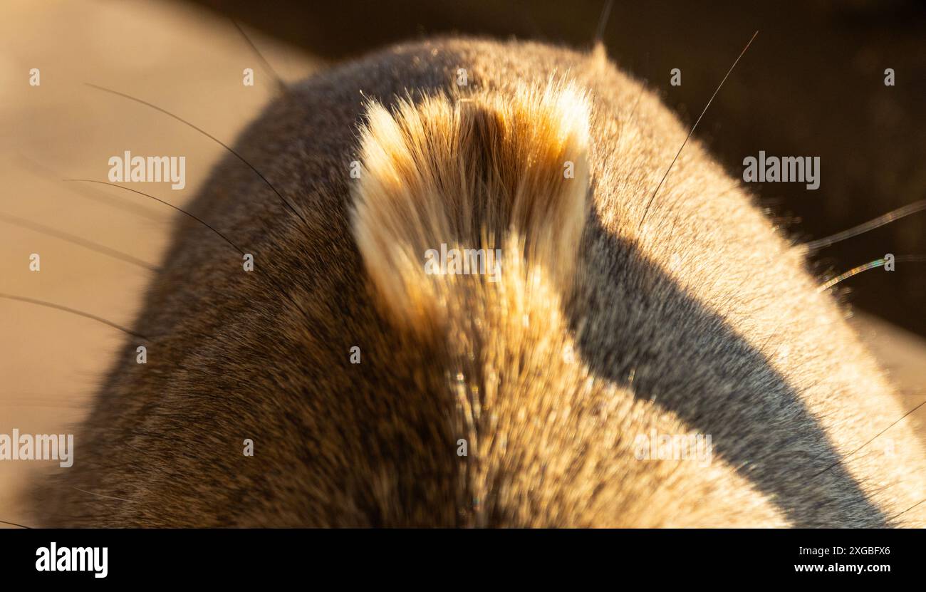 Der Hyrax hat eine Duftdrüse an der Wirbelsäule, die von einem erektilen Büschel aus blassem Haar gekennzeichnet ist. Diese Drüse hat einen individuellen Markerduft Stockfoto