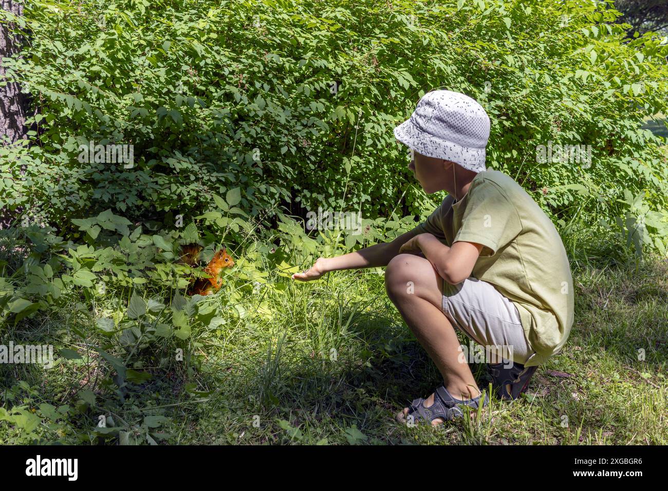 Junge in Shorts und panamahut füttern Eichhörnchen im Wald an sonnigen Sommertagen. Stockfoto