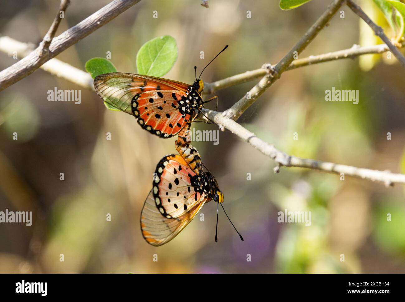 Ein Paar wandernder Esel-Schmetterling. Sie sind eine häufige und weit verbreitete Acraea mit markanten, halbtransparenten Vorderflügeln. Stockfoto
