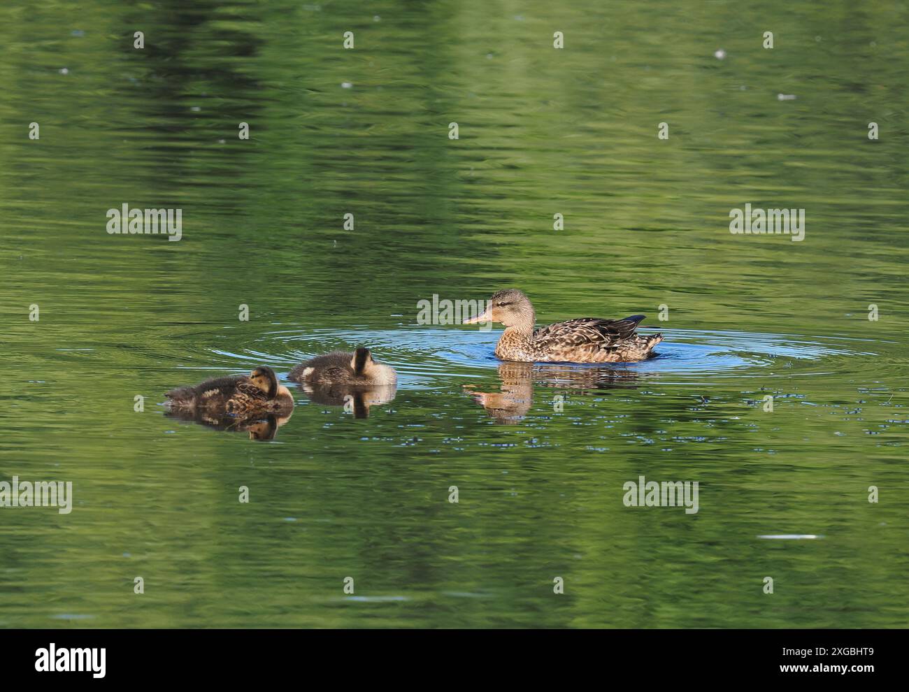 Gadwall ist ein neuerlicher Brutvogel in Cheshire, wo sie erfolgreich ihre Reichweite erweitern. Stockfoto