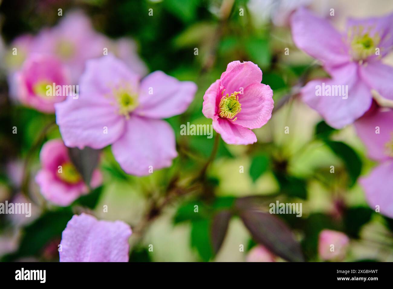 Foto von Clematis, aufgenommen in Juilly Frankreich Stockfoto