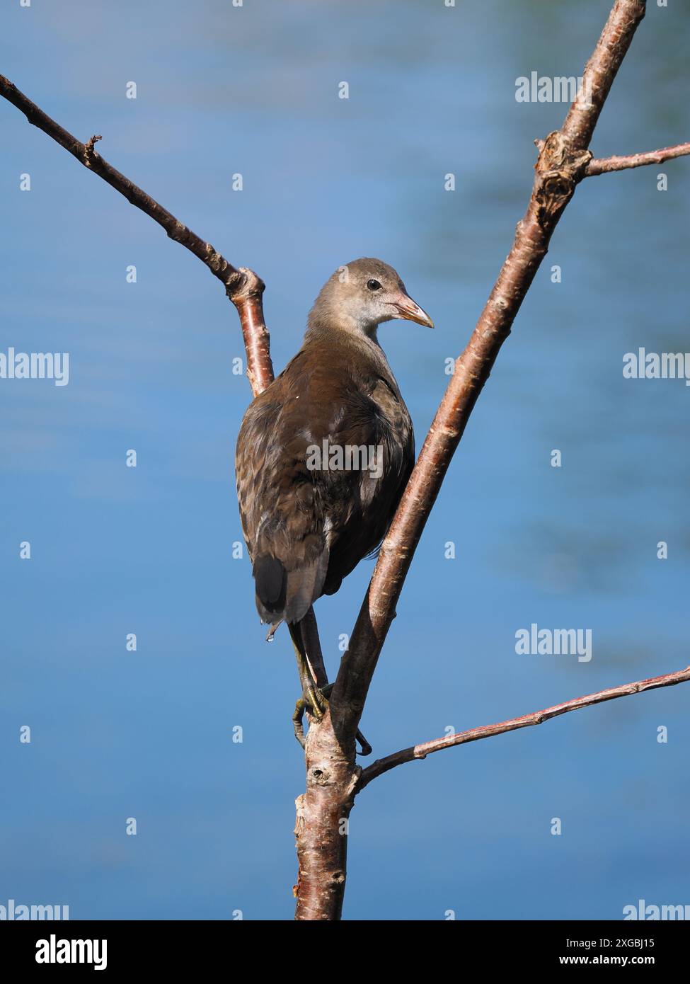 Jungmoorhen genießen die Herausforderung des Kletterns, wo sie oft der Aufmerksamkeit der aggressiveren Hühner entgehen. Stockfoto