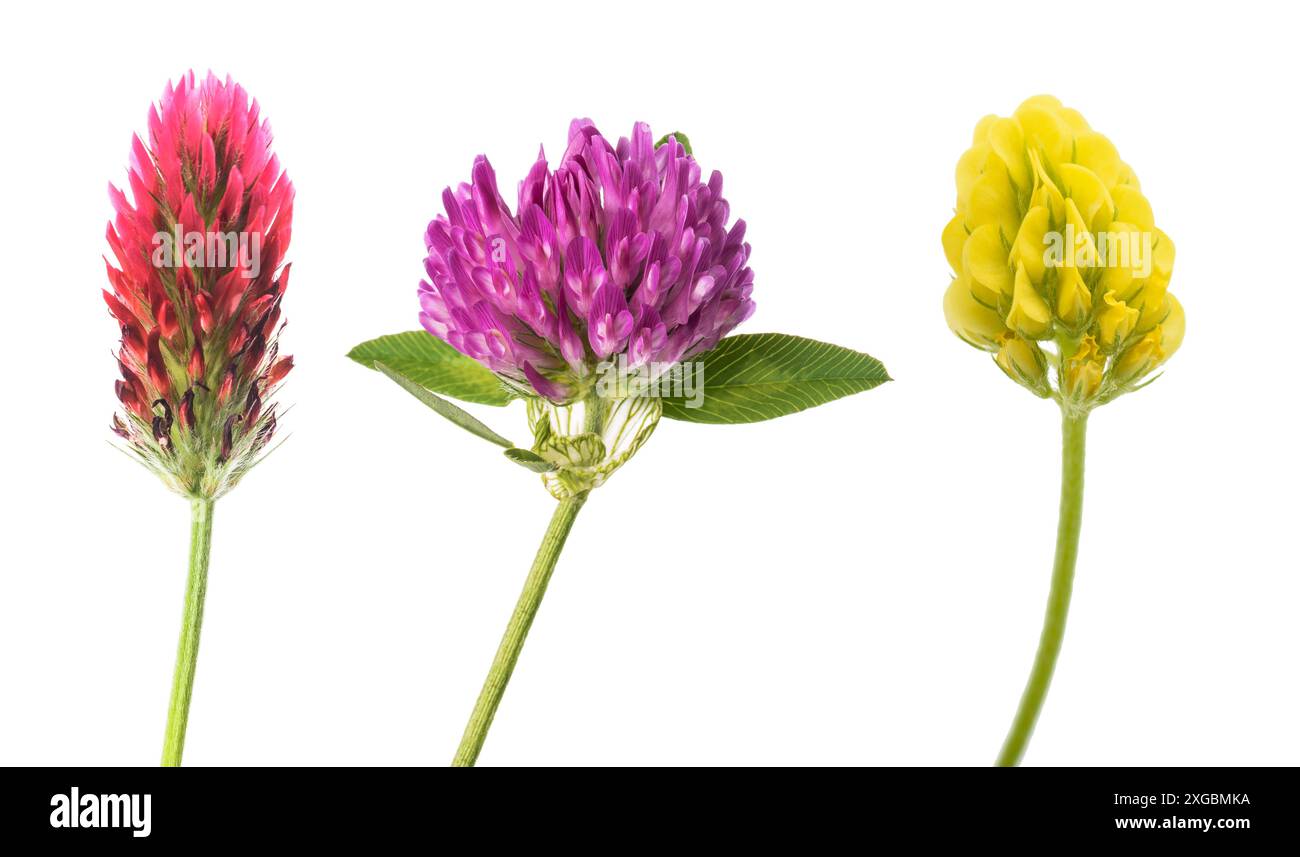 Clowers Blumen isoliert auf weißem Hintergrund Stockfoto