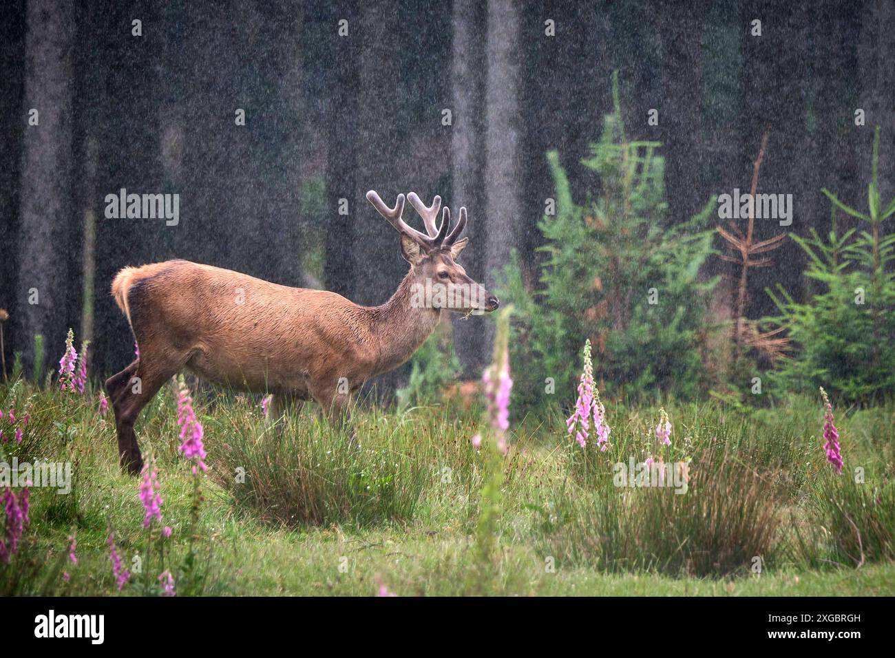 Rothirsch Cervus elaphus. Rothirsch Cervus elaphus im Wildgatter Oberrabenstein Chemnitz. 20240617MIC0359 *** Rothirsch Cervus elaphus Rothirsch Cervus elaphus im Wildreservat Oberrabenstein Chemnitz 20240617MIC0359 Stockfoto