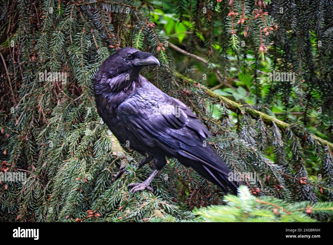 Kolkraben Corvus corax. Kolkrabe Corvus corax im Wildgatter Oberrabenstein Chemnitz. 20240617MIC0291 *** gemeiner Rabe Corvus corax gemeiner Rabe Corvus corax im Oberrabenstein Wildreservat Chemnitz 20240617MIC0291 Stockfoto