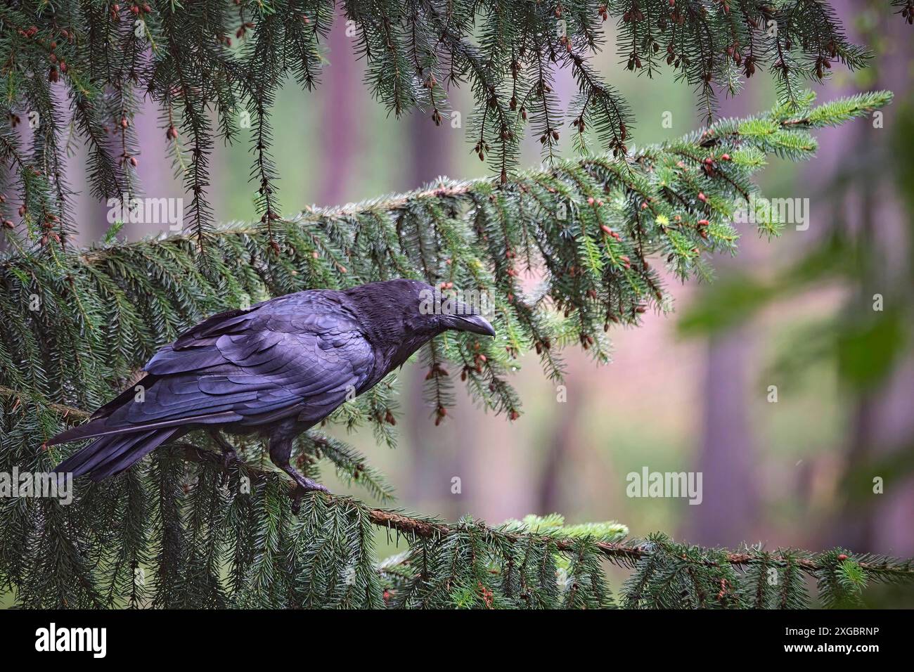 Kolkraben Corvus corax. Kolkrabe Corvus corax im Wildgatter Oberrabenstein Chemnitz. 20240617MIC0258 *** gemeiner Rabe Corvus corax gemeiner Rabe Corvus corax im Oberrabenstein Wildreservat Chemnitz 20240617MIC0258 Stockfoto