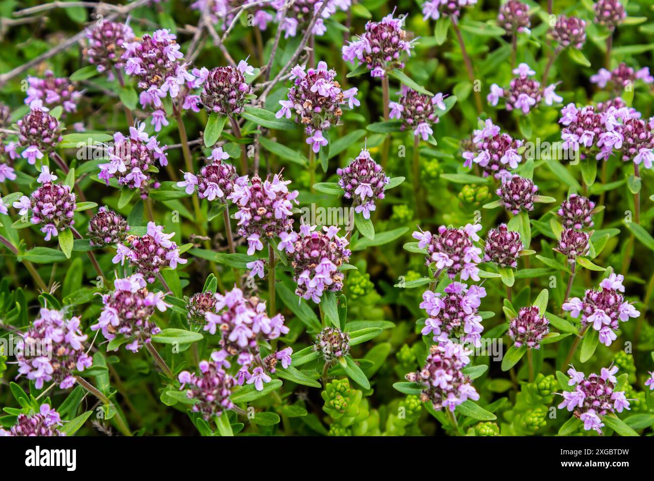 Blühender Duft Thymus serpyllum, Breckland Wildthymian, Kriechthymian oder Elfinthymian Nahaufnahme, Makrofoto. Wunderschönes Essen und Heilpflanze i Stockfoto