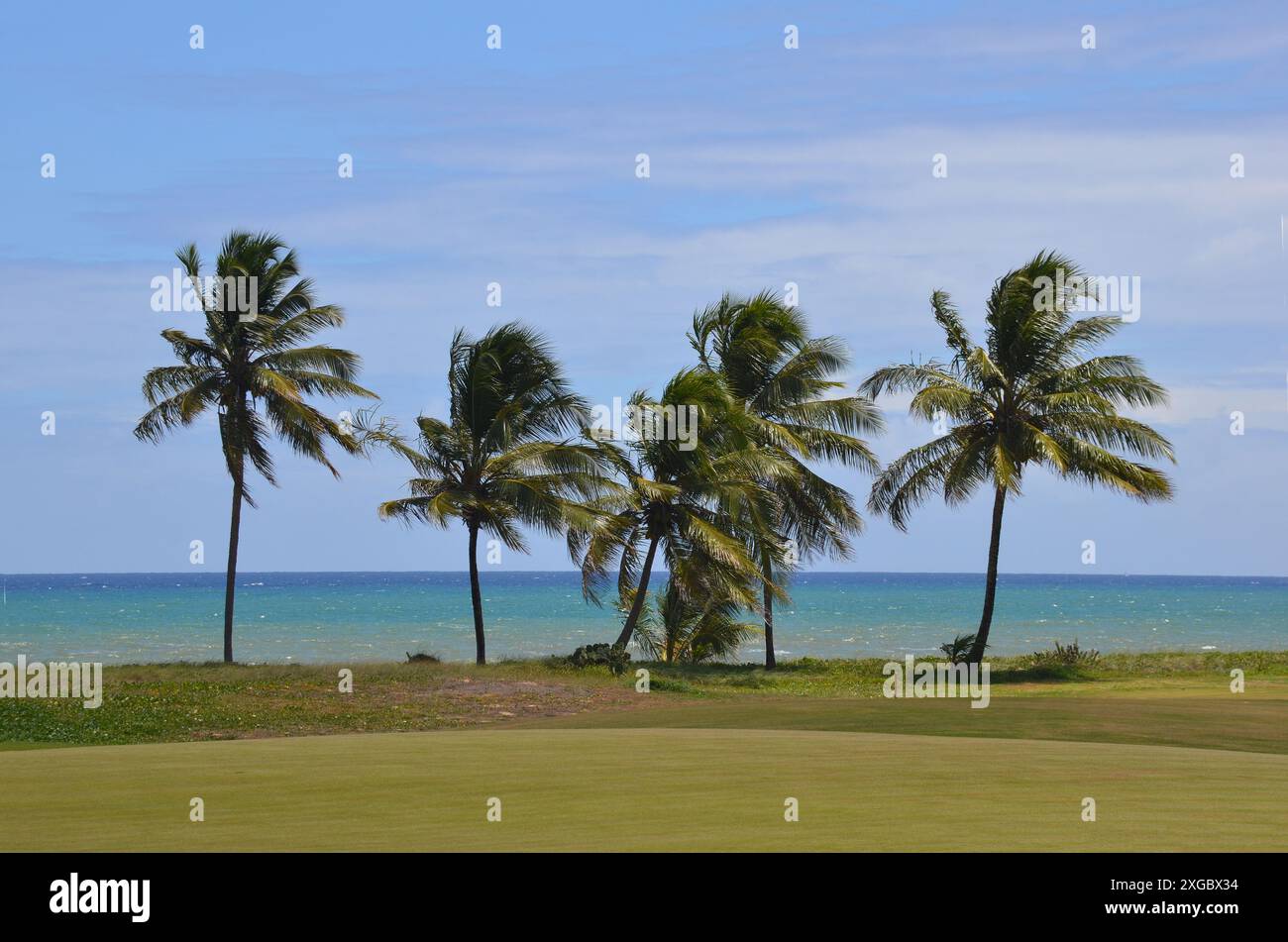 Blick auf den Golfplatz an der Küste mit Kokospalmen im Hintergrund. Kokospalme Stockfoto