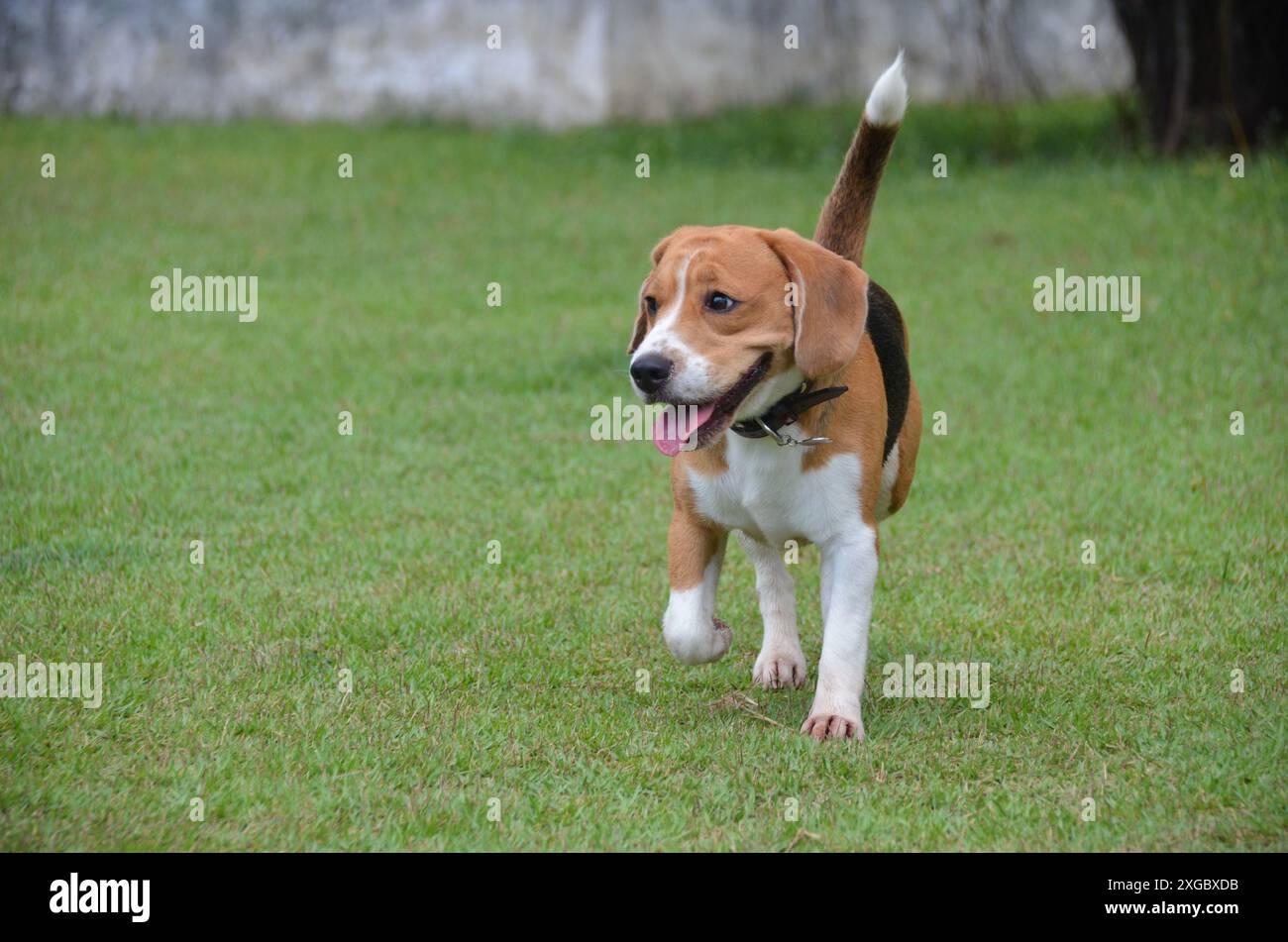 Beagle-Hund spazieren, spielen und laufen im Park an einem Sommertag im Freien. Haustier Stockfoto