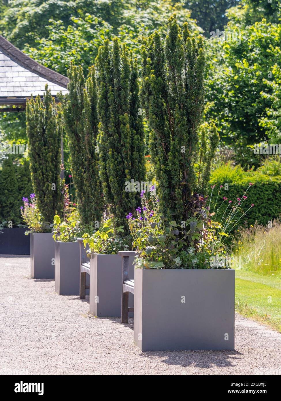 Graue quadratische Behälter mit aufrechten Säulen aus Eibe, unterpflanzt mit violettem Salvia und Verbena bonariensis Harlow Carr. UK Stockfoto